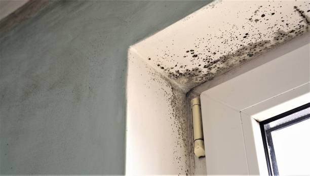 Best Mold Removal for HVAC Installations  in Truckee, CA