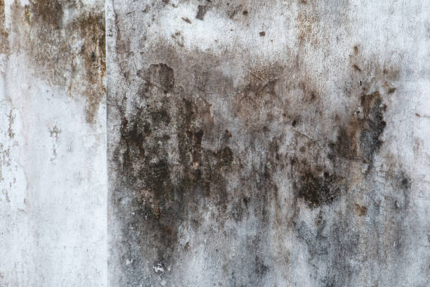 Mold Documentation for Insurance Claims in Truckee, CA