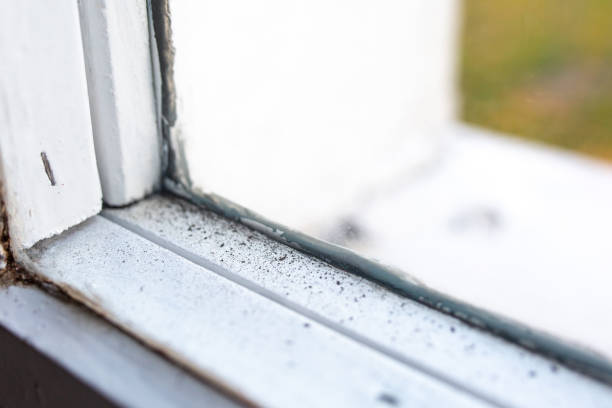 Best Dehumidification Services  in Truckee, CA