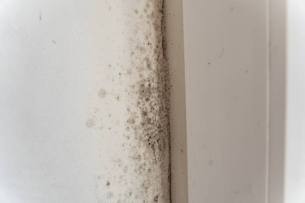 Best Crawl Space Mold Remediation  in Truckee, CA