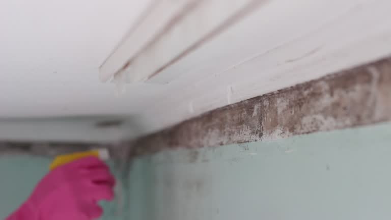 Best Emergency Mold Remediation  in Truckee, CA
