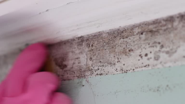  Truckee, CA Mold Removal Pros